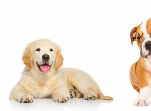Golden Retriever Bulldog Mix:o que você precisa saber
