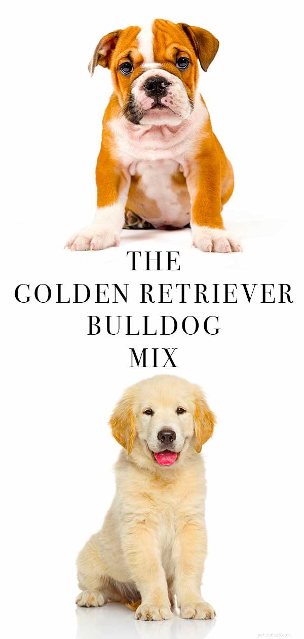 Golden Retriever Bulldog-mix:wat u moet weten