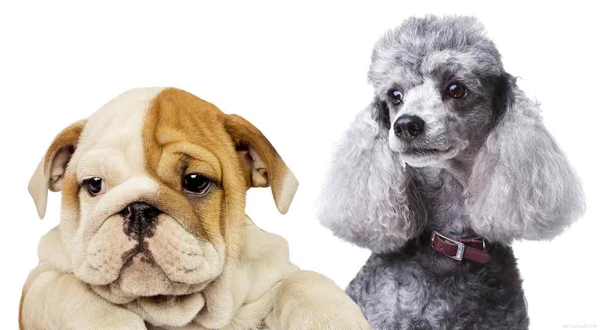 Bulldog Poodle Mix – För- och nackdelarna med en Boodle Puppy