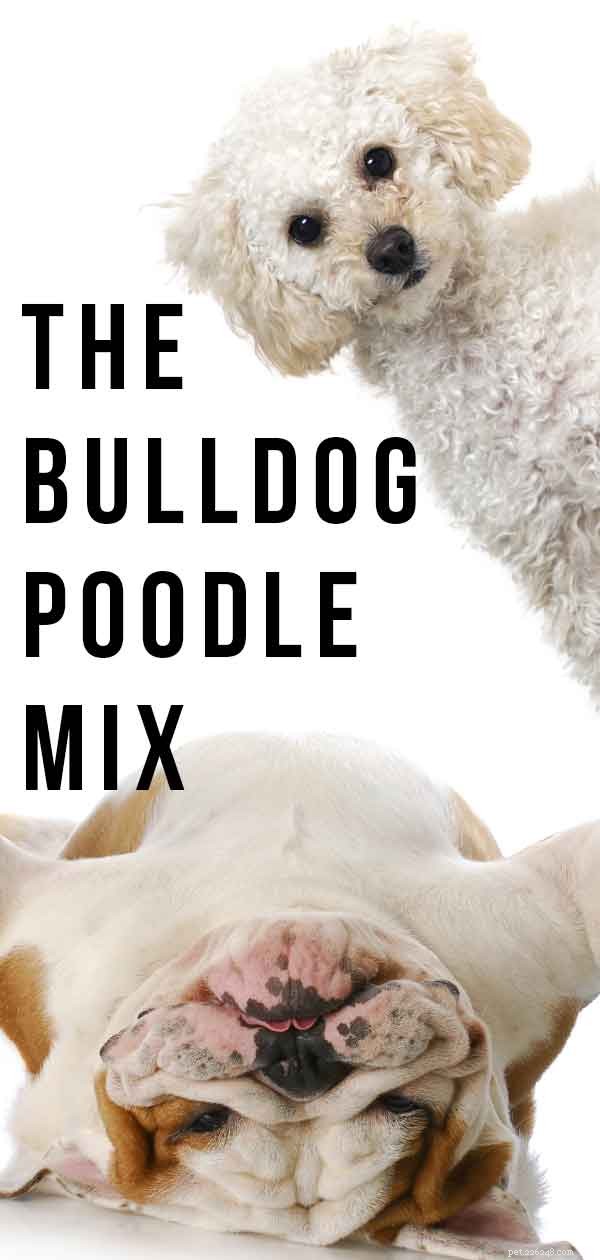 Bulldog Poodle Mix:i pro ei contro di un cucciolo di Boodle