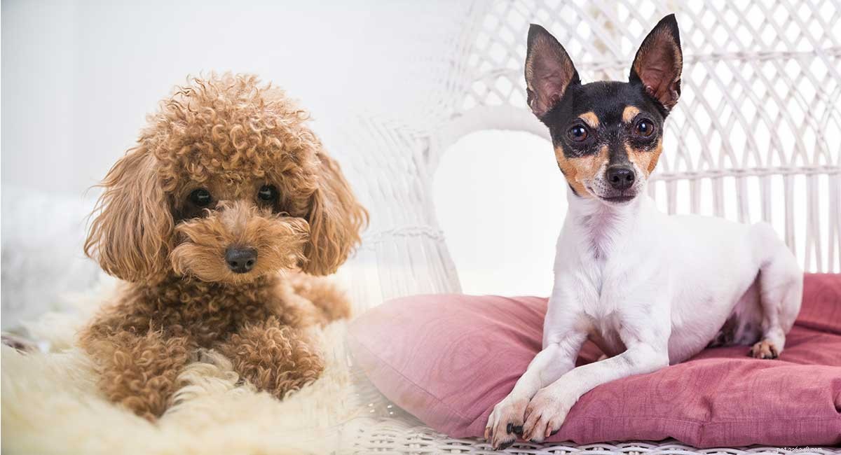 Centro de Informações sobre Raças Foodle Dog Mix – Cruzamento de Poodle Fox Terrier