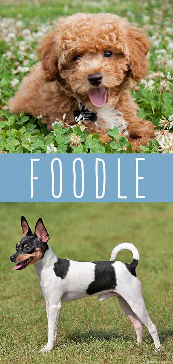 Centre d information sur les races de mélanges de chiens Foodle - Le croisement caniche Fox Terrier