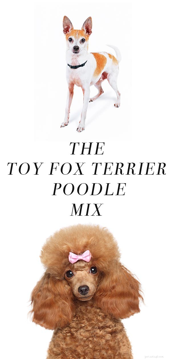 Centro de Informações sobre Raças Foodle Dog Mix – Cruzamento de Poodle Fox Terrier
