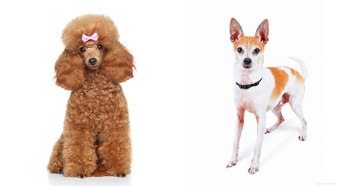 Centro informazioni sulla razza Foodle Dog Mix – The Fox Terrier Poodle Cross
