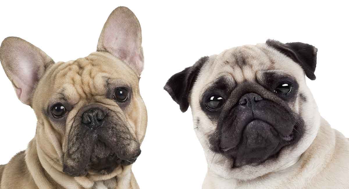 Franse Bulldog Pug Mix:Is dit de juiste kruising voor jou?
