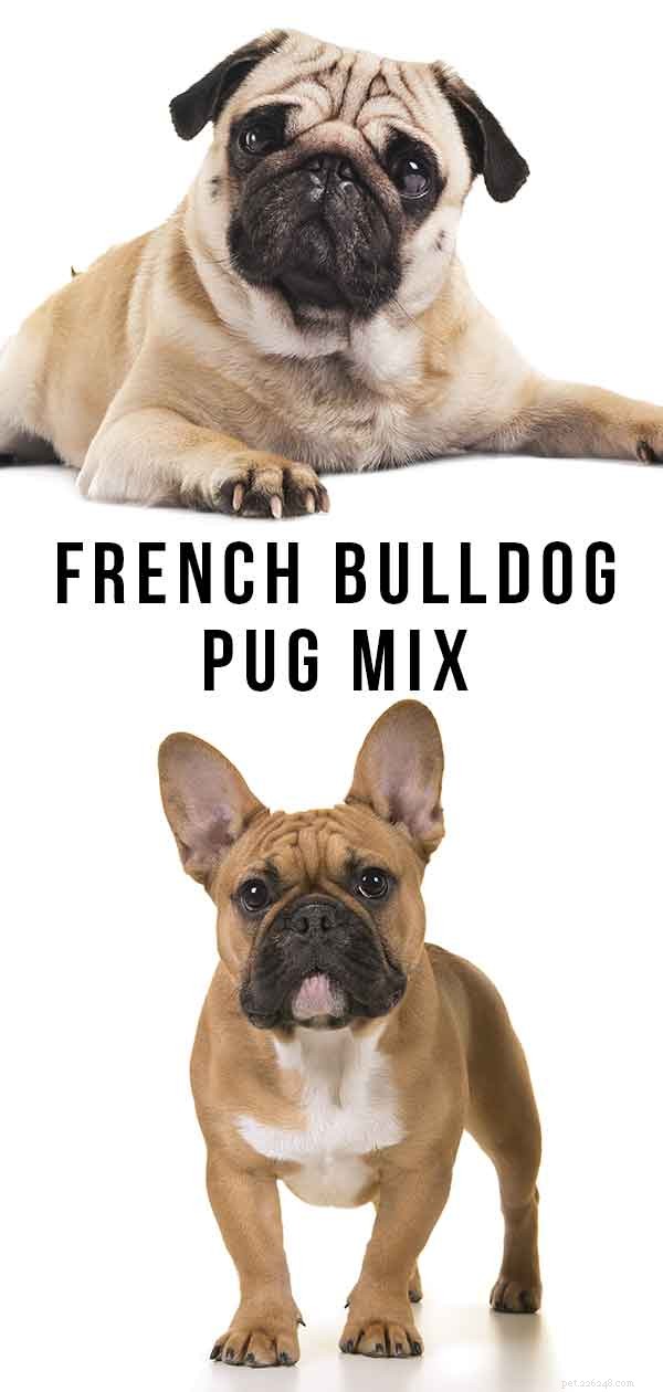 Franse Bulldog Pug Mix:Is dit de juiste kruising voor jou?