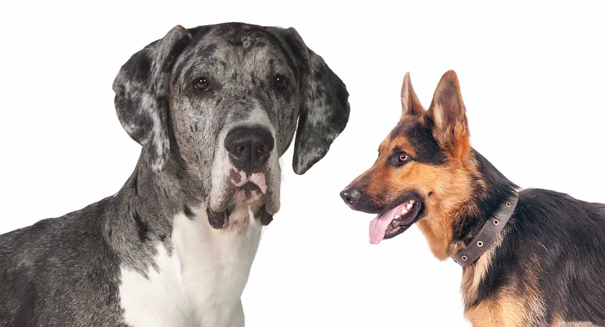 Směs německého ovčáka německé dogy – je to ten pravý pes pro vás?