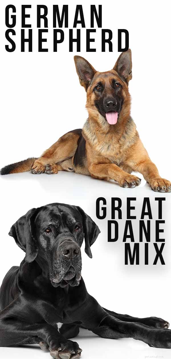 Mistura de Pastor Alemão Dogue Alemão – Este é o cão certo para você?