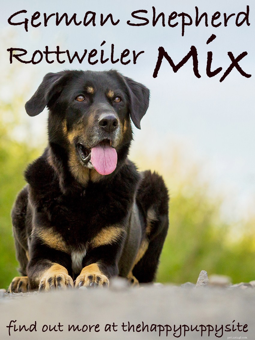 Mistura de pastor alemão Rottweiler