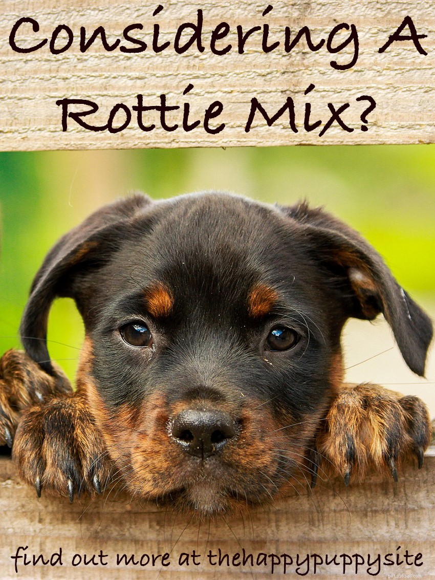 Duitse herder Rottweiler Mix