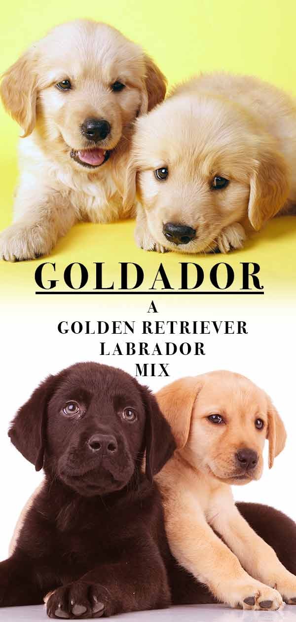 Goldador – 골든 리트리버 실험실 믹스 특성 및 사실