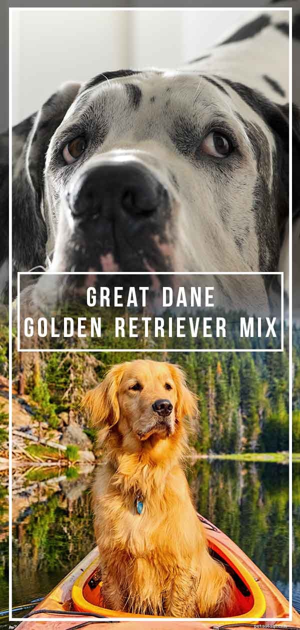 Gold Dane Golden Retriever Mix – Este grande companheiro é ideal para sua família?