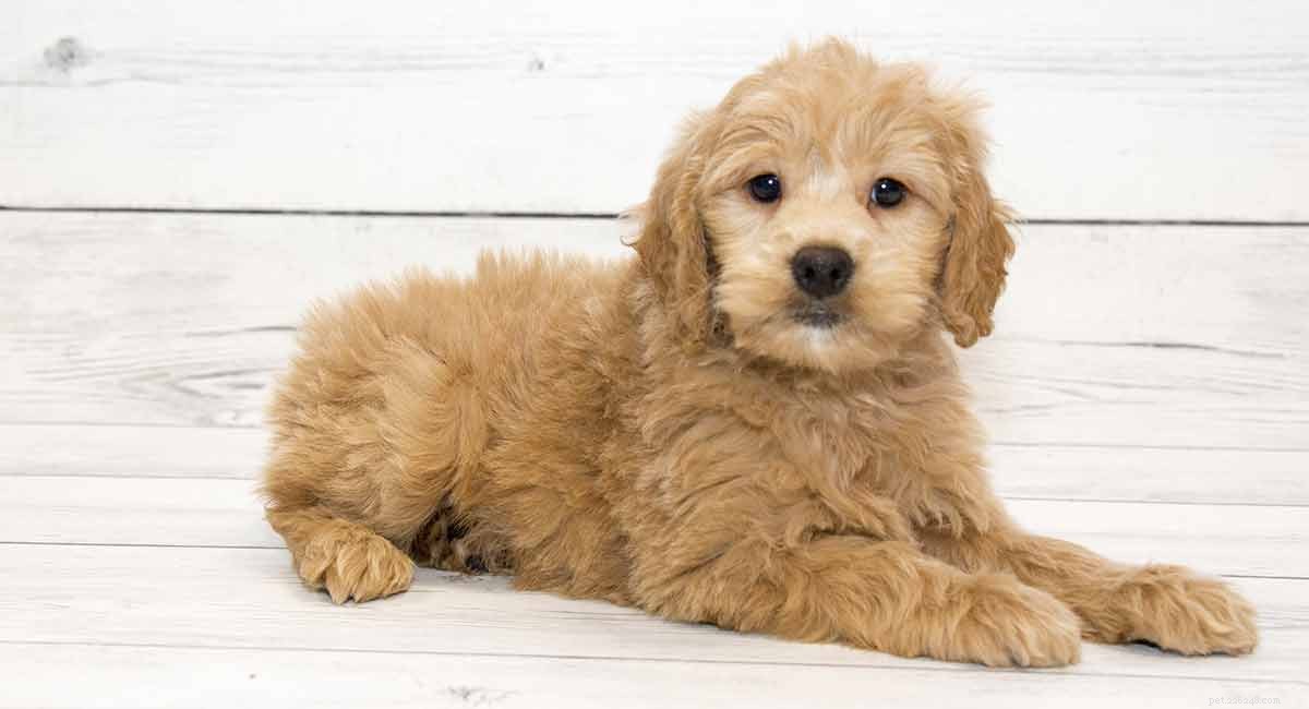 Goldendoodle:A Guide to the Golden Retriever Poodle Mix