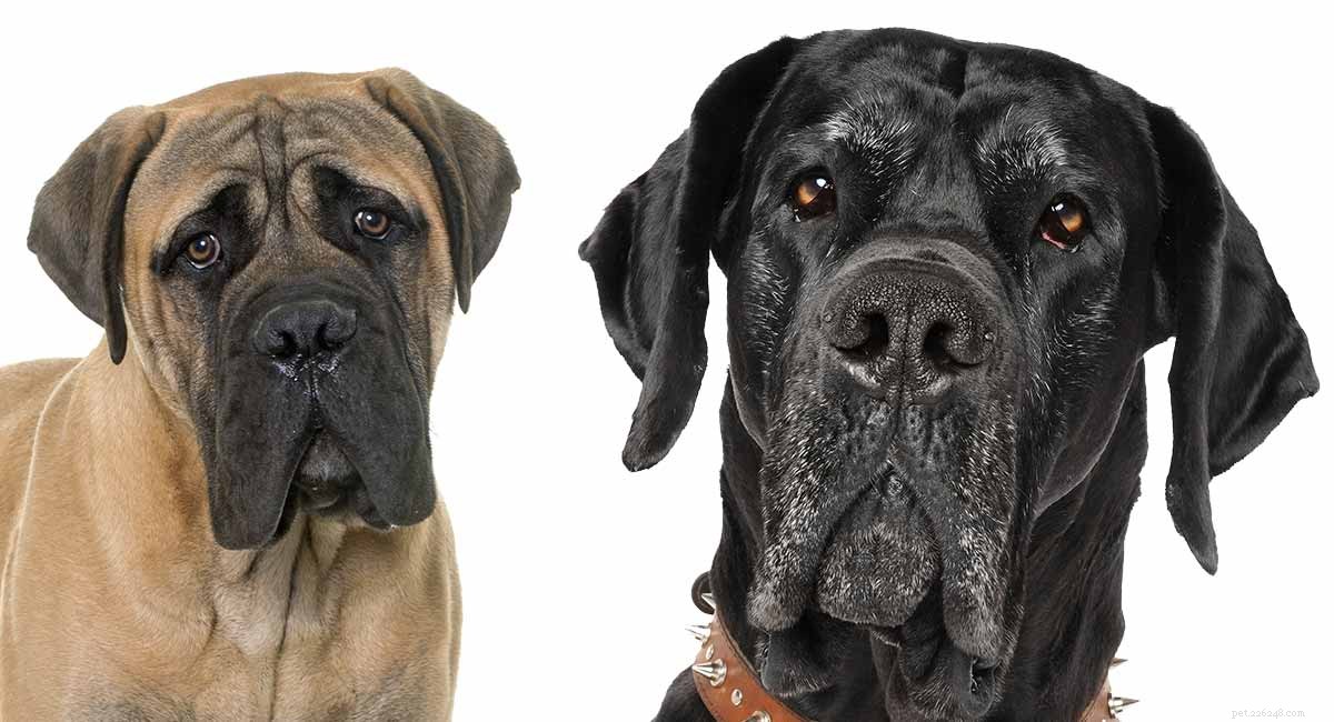 Great Dane Mastiff Mix – waar twee gigantische rassen samenkomen