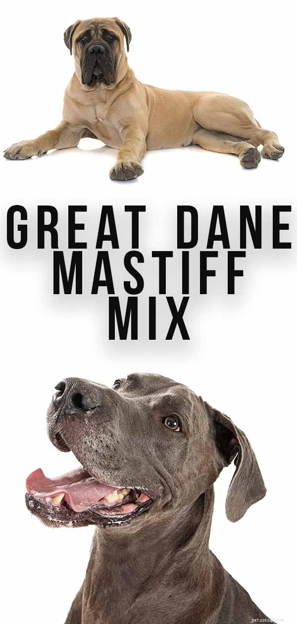 Great Dane Mastiff Mix – där två jätteraser kombineras