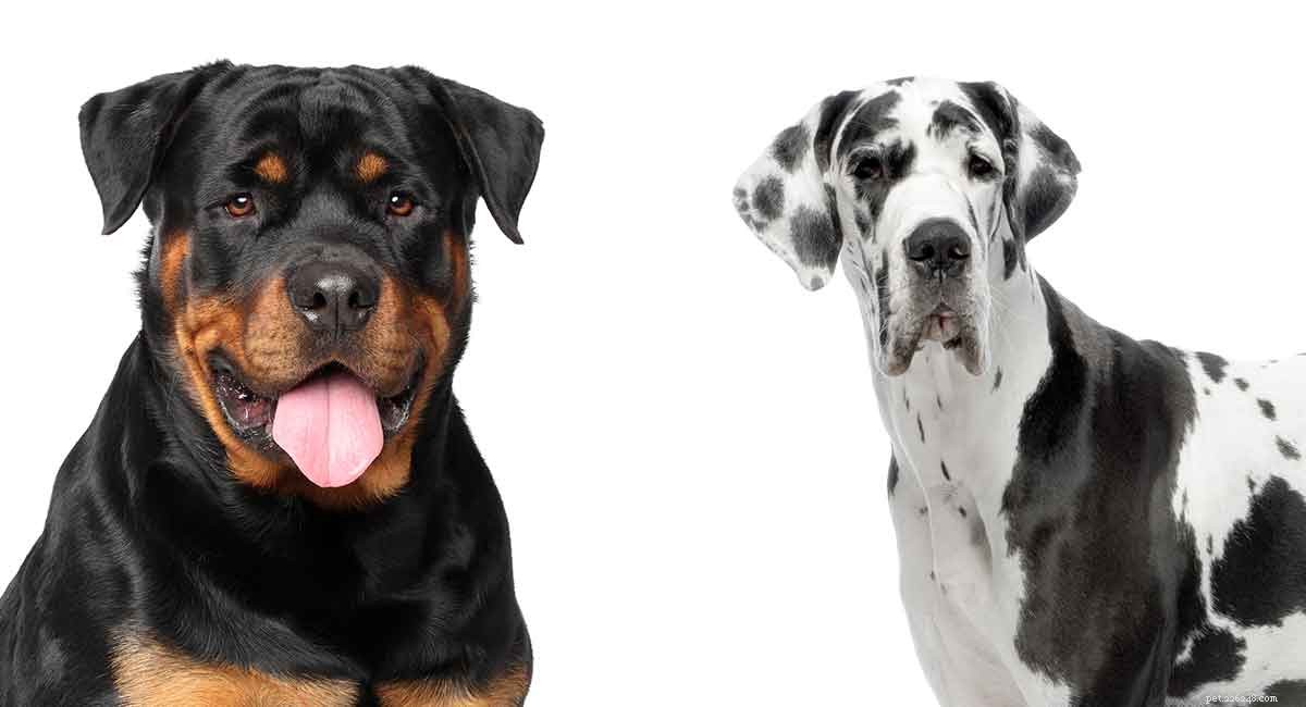 Mistura de Great Dane Rottweiler – Tudo o que há para saber sobre este híbrido gigante