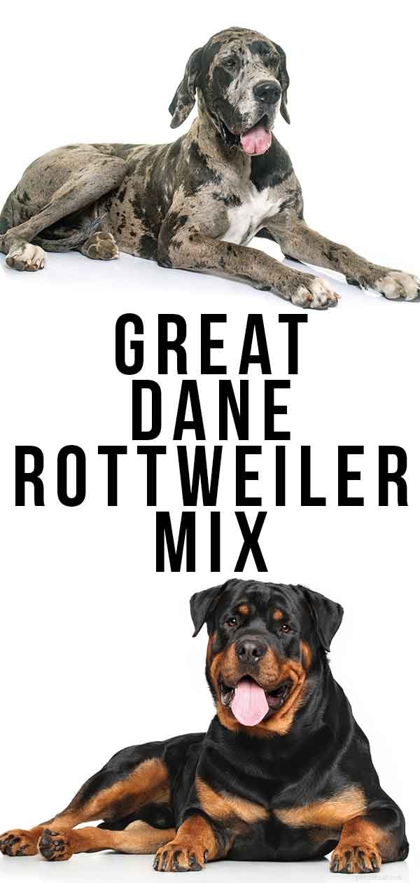 Great Dane Rottweiler Mix – 이 거대한 잡종에 대해 알아야 할 모든 것