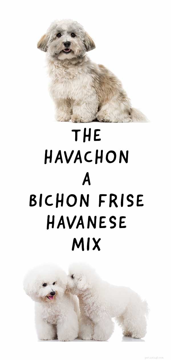 Havachon – A mistura de Havanese e Bichon Frise