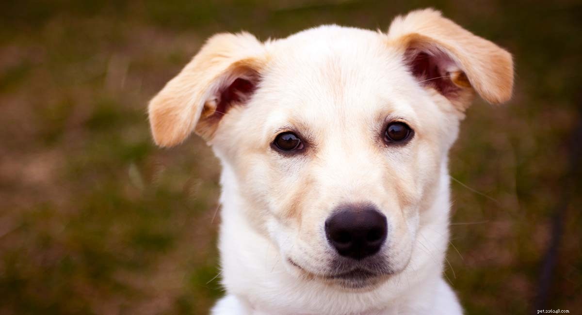 Centro de informações sobre raças Husky Lab Mix – Um guia para o cão Labsky