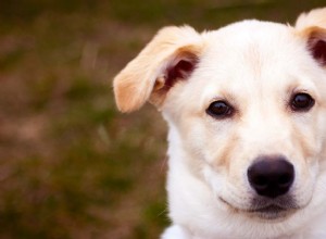 Информационный центр породы хаски Лаб – Путеводитель по породе лабской собаки