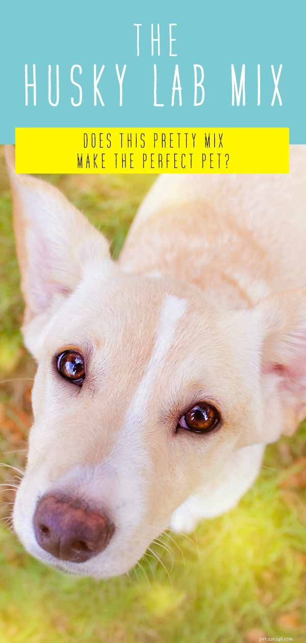 Centre d information sur les races Husky Lab Mix - Un guide du chien Labsky