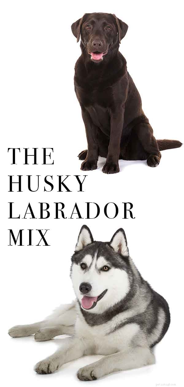 Husky Lab Mix Breed Information Center - Een gids voor de Labsky-hond