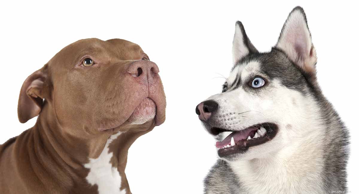 Pitbull Husky Mix – Traços da raça Pitsky e guia de cuidados