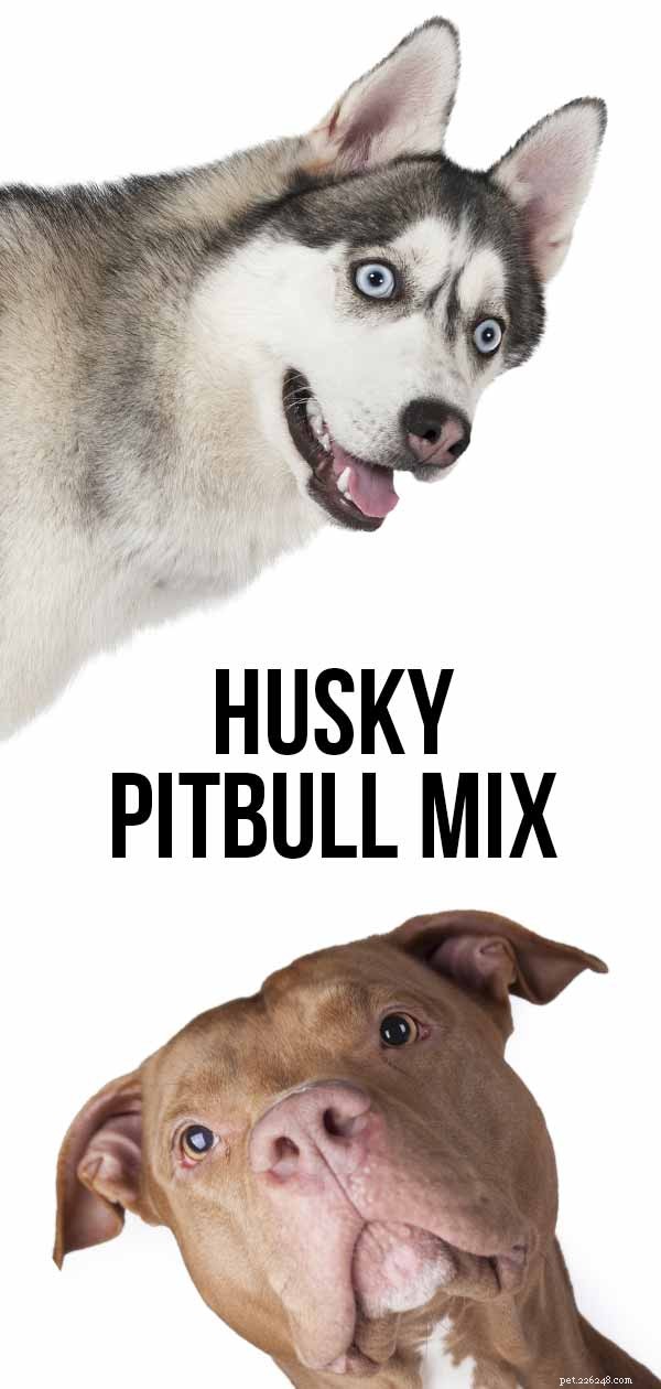 Pitbull Husky Mix – Pitsky 품종 특성 및 관리 지침