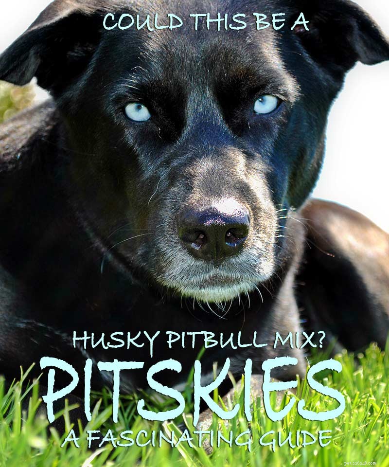 Pitbull Husky Mix – Pitsky 품종 특성 및 관리 지침