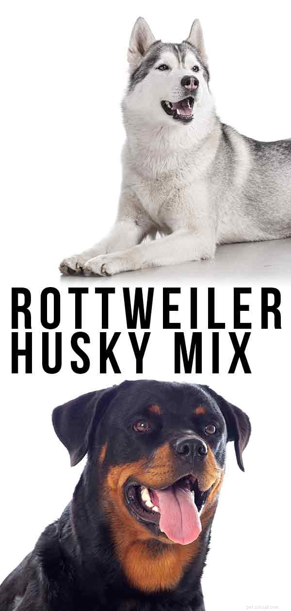 Rottweiler Husky Mix:Kan Rottsky vara din nya valp?