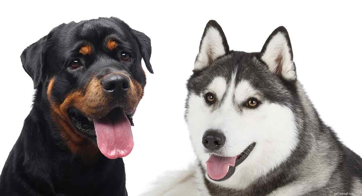 Rottweiler Husky Mix:Rottsky가 당신의 새로운 강아지가 될 수 있습니까?