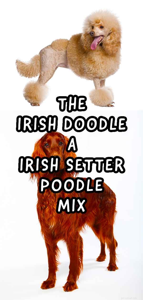 Centre d information irlandais sur le griffonnage – Guide des races de mélanges de caniches Setter irlandais
