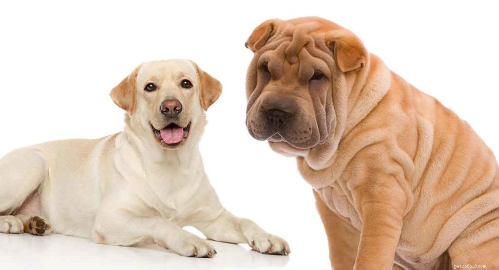 シャーペイラボミックス–番犬と家族のペットが出会う場所 