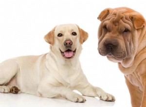 シャーペイラボミックス–番犬と家族のペットが出会う場所 