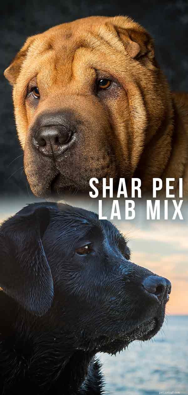 Shar Pei Lab Mix – 경비견과 가족 애완견이 만나는 곳