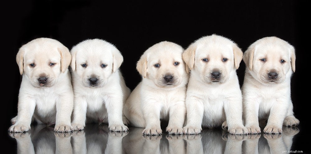 Shar Pei Lab Mix – Onde o cão de guarda encontra o animal de estimação da família 