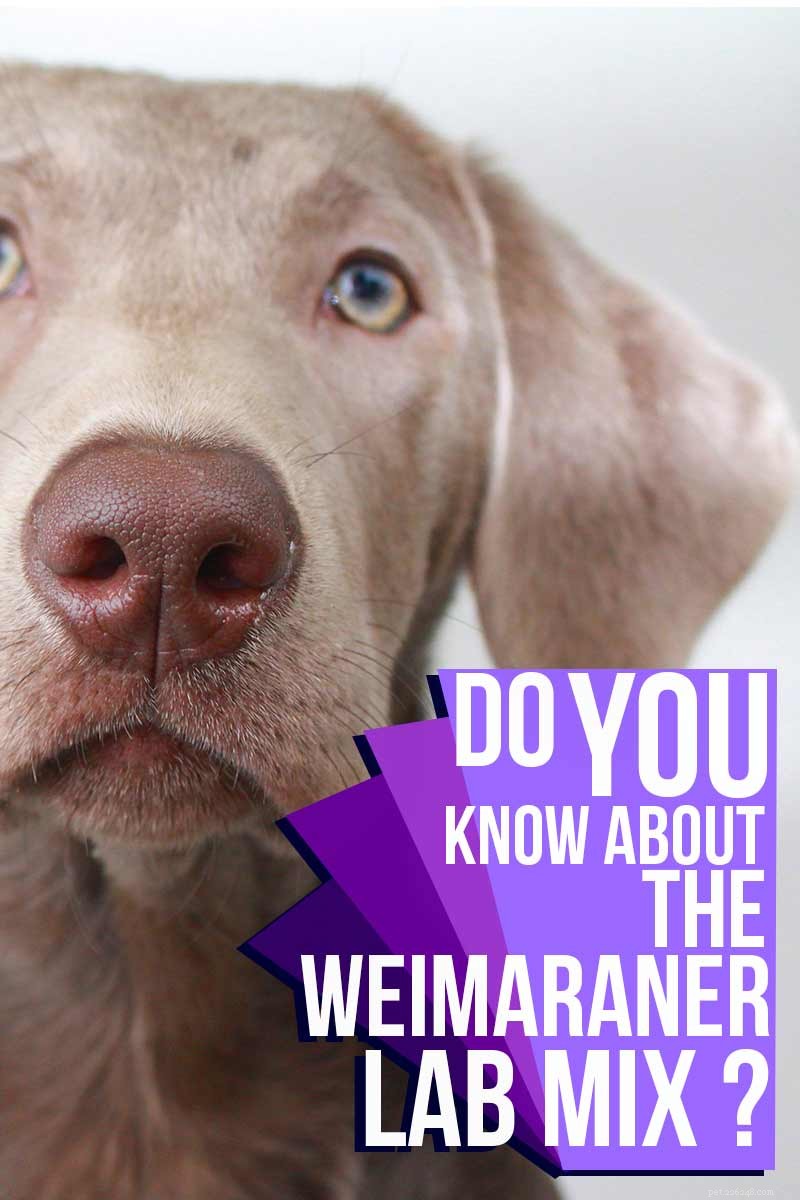Weimaraner Lab Mix – Din kompletta guide till Labmaraner