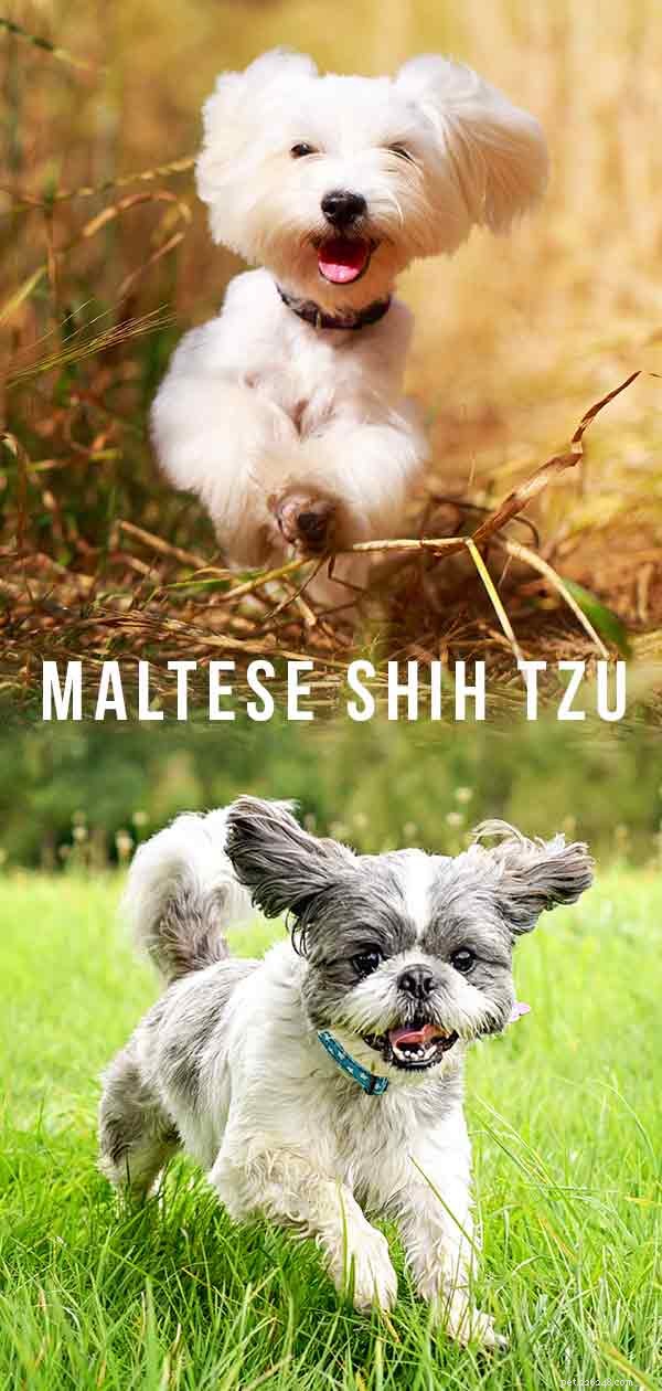 말티즈 Shih Tzu Mix – 이것이 완벽한 파인트 크기의 애완동물입니까?