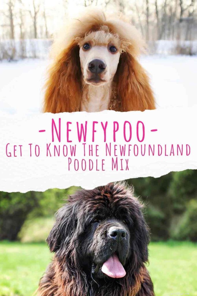 Newfypoo – kompletní průvodce plemenem Newfoundland pudl Mix