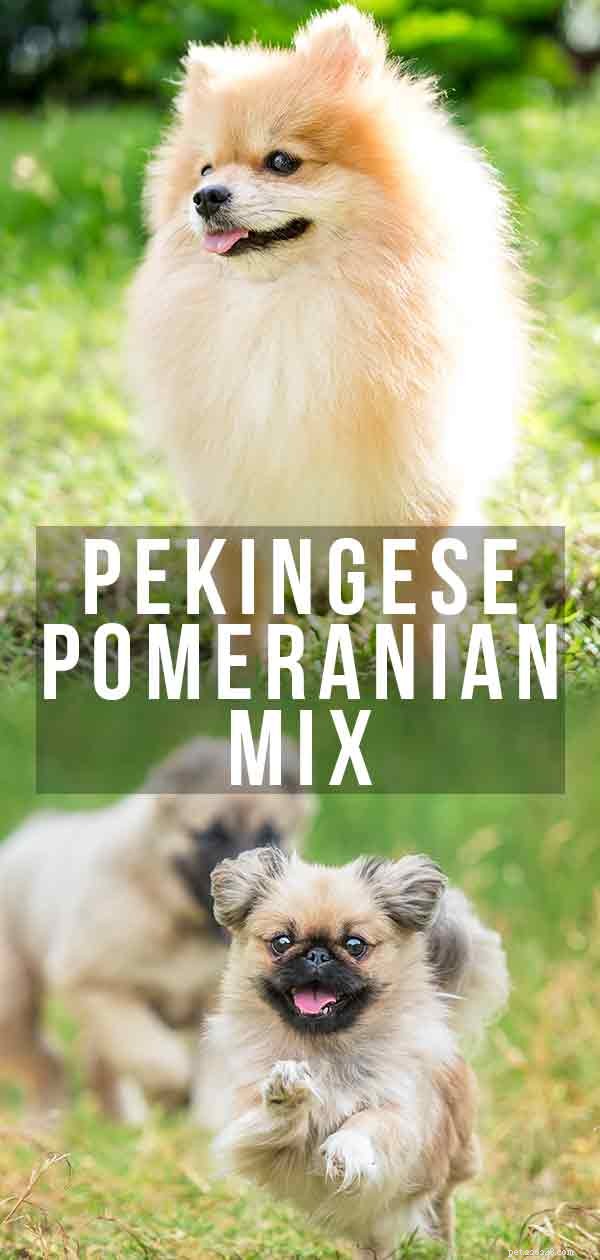 Pomeranian Mix pechinese:il Peek-A-Pom si adatta alla tua famiglia?