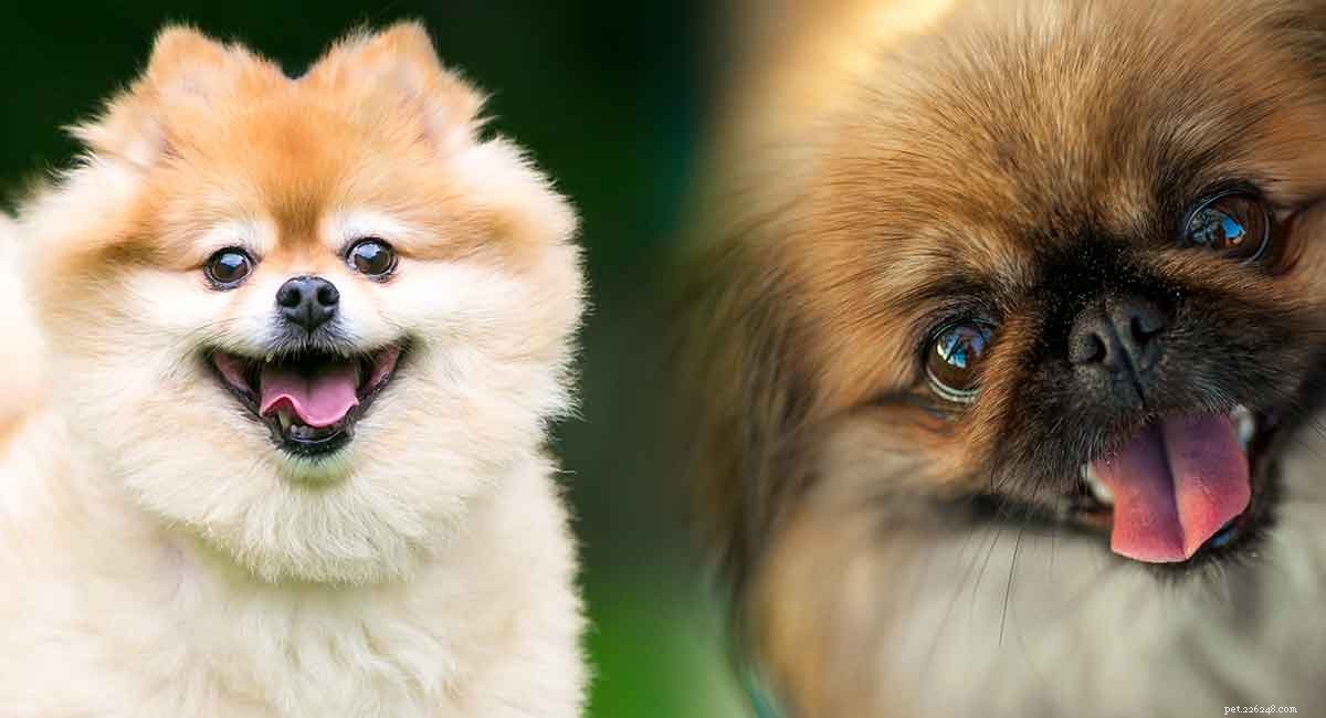 Pomeranian Mix pechinese:il Peek-A-Pom si adatta alla tua famiglia?
