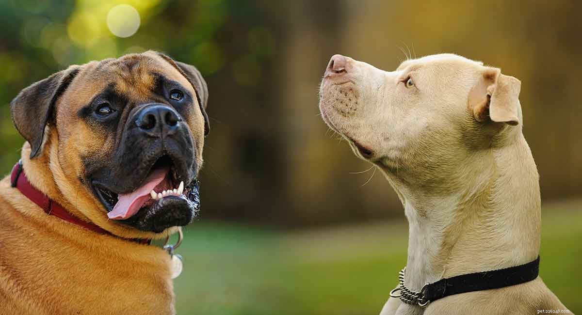 Pitbull Mastiff Mix – Denna kraftfulla mix är två tuffa hundar i ett!