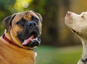 Pitbull Mastiff Mix – Esta poderosa mistura é dois cães durões em um!