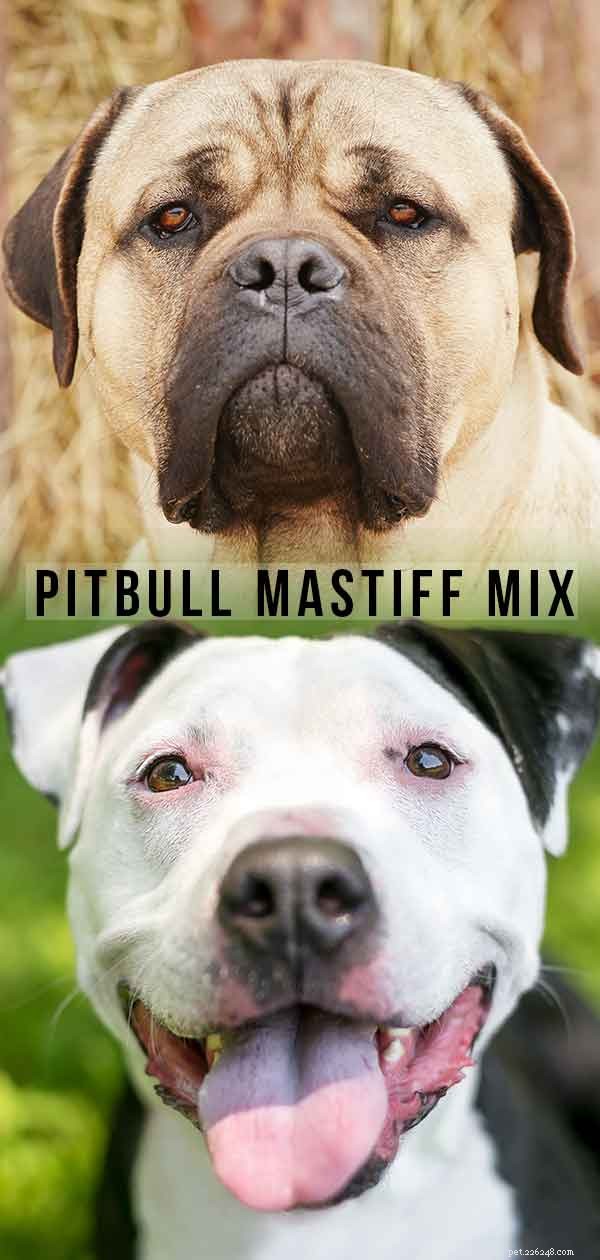 Pitbull Mastiff Mix – Deze krachtige mix is ​​twee stoere honden in één!