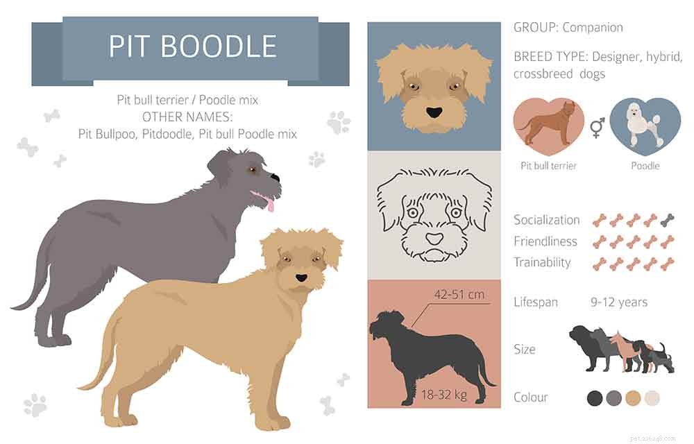 Pitbull Poodle Mix – Prós e contras de filhotes de Pit Boodle