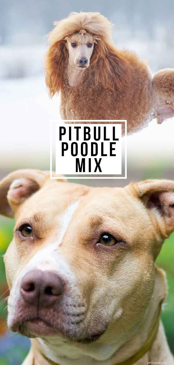 Pitbull Poodle Mix – För- och nackdelar med Pit Boodle-valpar