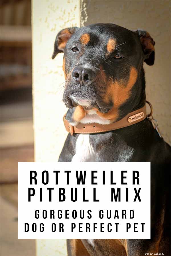 Rottweiler Pitbull Mix – Pitweiler-eigenschappen, temperament en tips