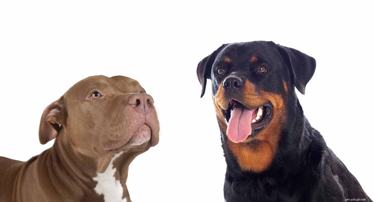 Mélange Rottweiler Pitbull – Traits, tempérament et conseils de Pitweiler