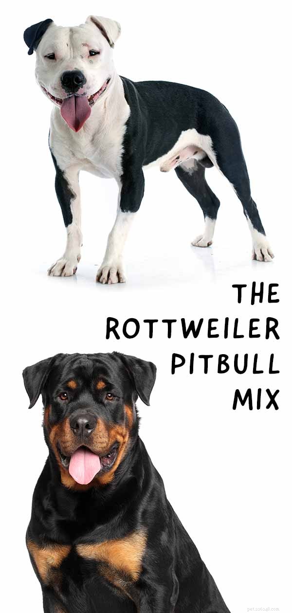 Rottweiler Pitbull Mix – Tratti Pitweiler, temperamento e suggerimenti