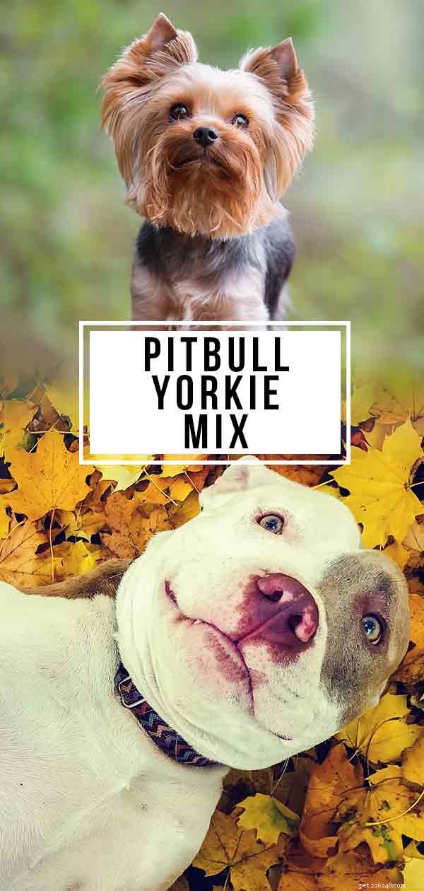 Il tuo Pitbull Yorkie Mix:questo cane ibrido fa per te?